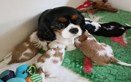 Cavalier King Charles Spaniel dogs for sale: Gorgeous KC Reg Cavalier king Charles puppies - Image 4