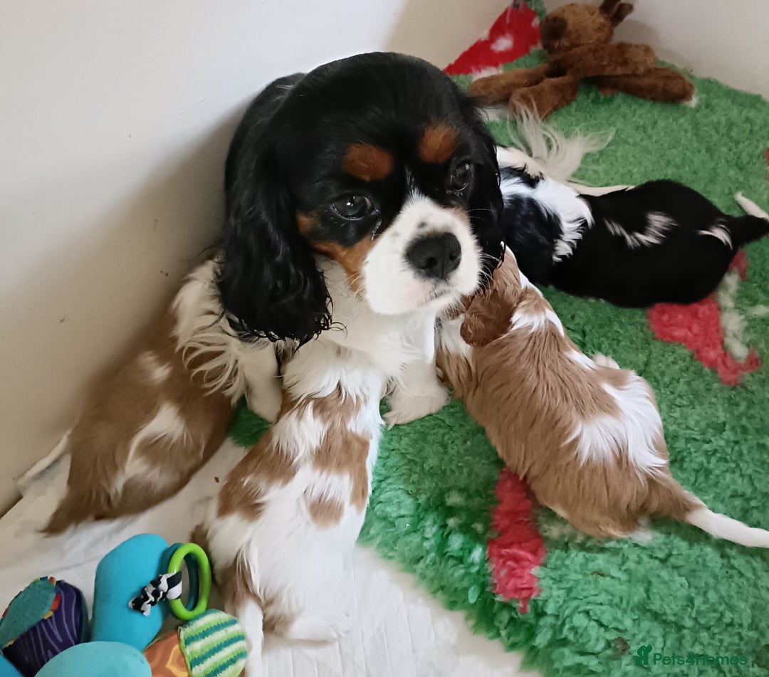 Cavalier King Charles Spaniel dogs for sale: Gorgeous KC Reg Cavalier king Charles puppies - Image 4