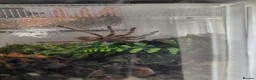Tarantulas invertebrates for sale: Brazilian Blonde tarantula. N. tripepii in Croydon - Advert 2