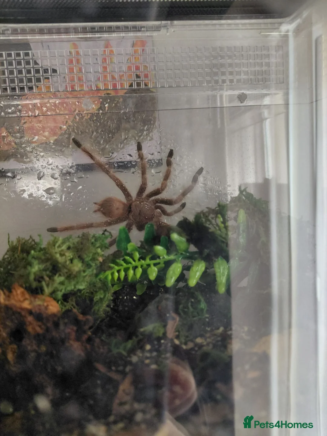 Tarantulas invertebrates for sale: Brazilian Blonde tarantula. N. tripepii in Croydon - Advert 2