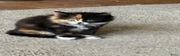 British Longhair cats for sale: 2 Beautiful Long Hair Girls - Advert 8