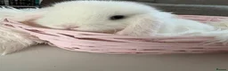 Mini Lop rabbits for sale: Adorable Mini Lop Rabbits – Ready 🐰❤️ in Wirral - Advert 6