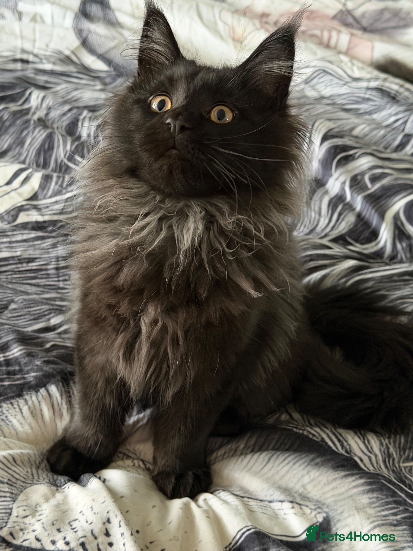 Maine Coon cats for sale: Active Tica reg black smoked male Maine coon - Advert 2