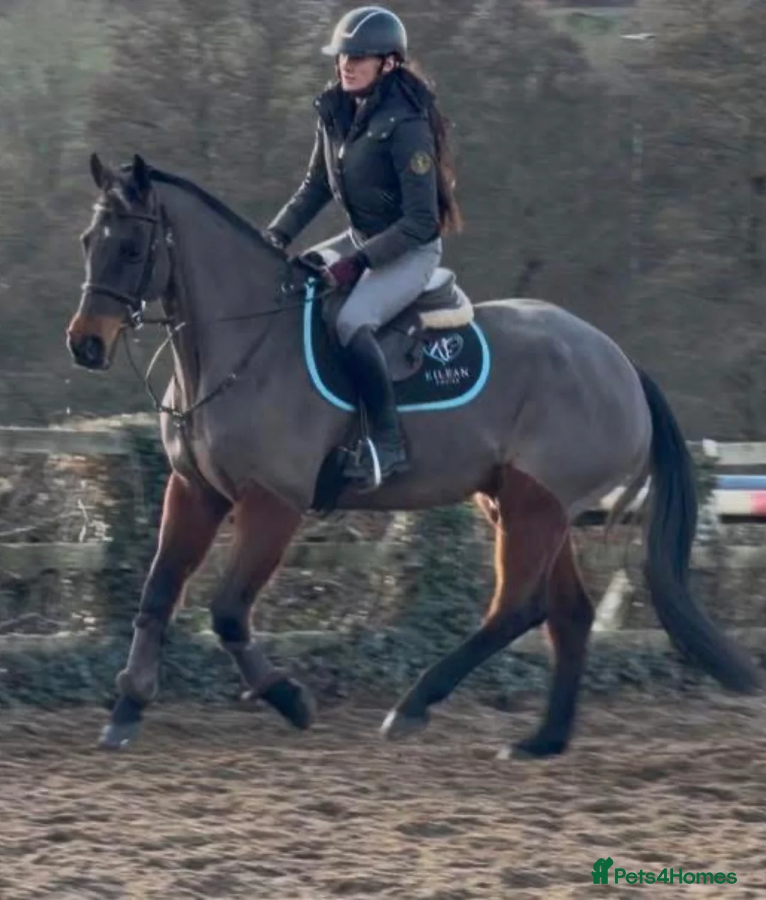 Irish Sports horses for sale: Classy Allrounder with a super CV - Advert 4