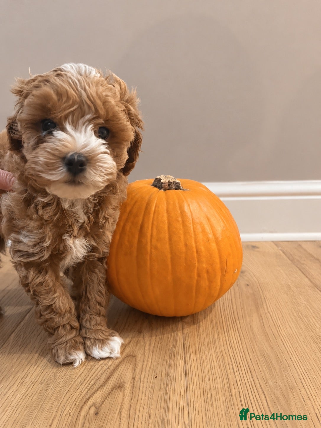 Maltipoo dogs Two Stunning Adorable Asian/Korea Maltipoo boys - Advert 1