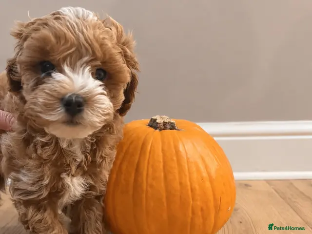 Maltipoo dogs Two Stunning Adorable Asian/Korea Maltipoo boys - Advert 2