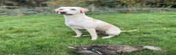 Labrador Retriever dogs for sale: Working KC Labrador Puppies  in Winsford - Advert 2