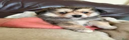 Pomeranian dogs for sale: Three Pomeranian puppies for sale in Preston - Advert 10