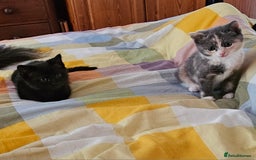 Mixed Breed cats for sale: Male and Female Kitten - Image 4