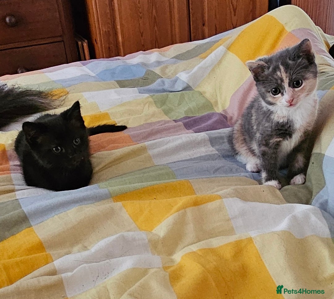 Mixed Breed cats for sale: Male and Female Kitten - Image 4