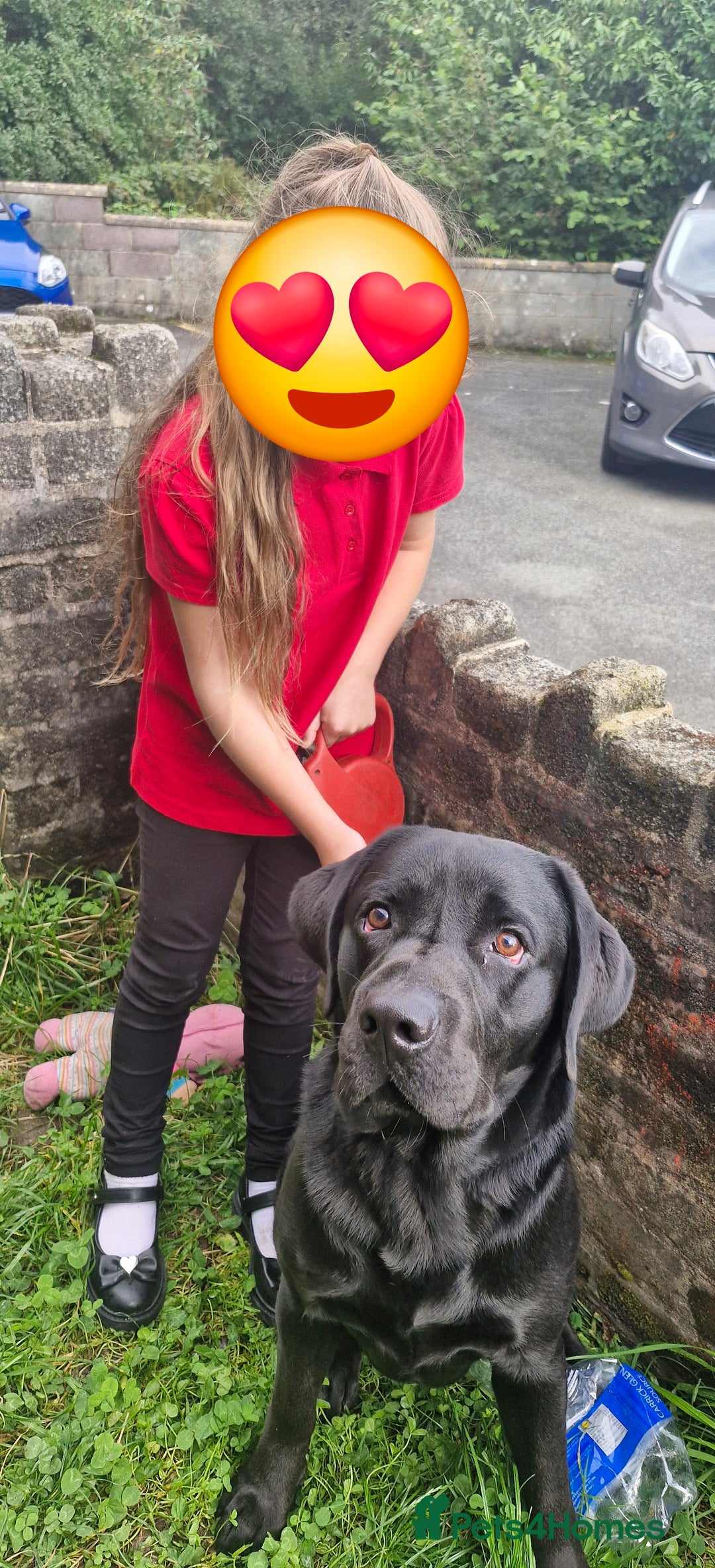 Labrador Retriever dogs for sale: Black Labrador  - Image 3