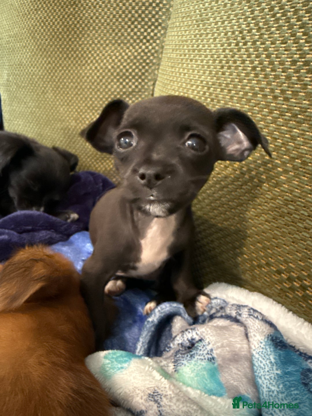 Chihuahua dogs for sale: Chihuahua X Puppies - Image 18