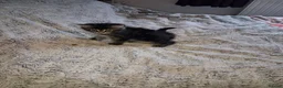 Mixed Breed cats for sale: Beautiful mixed breed kittens mum is maincoon in Colchester - Advert 13