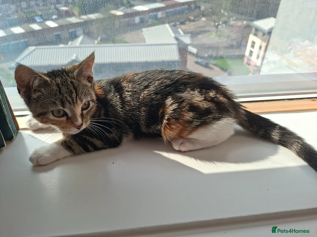 Mixed Breed cats for sale: Kitten  in Oldbury - Advert 4