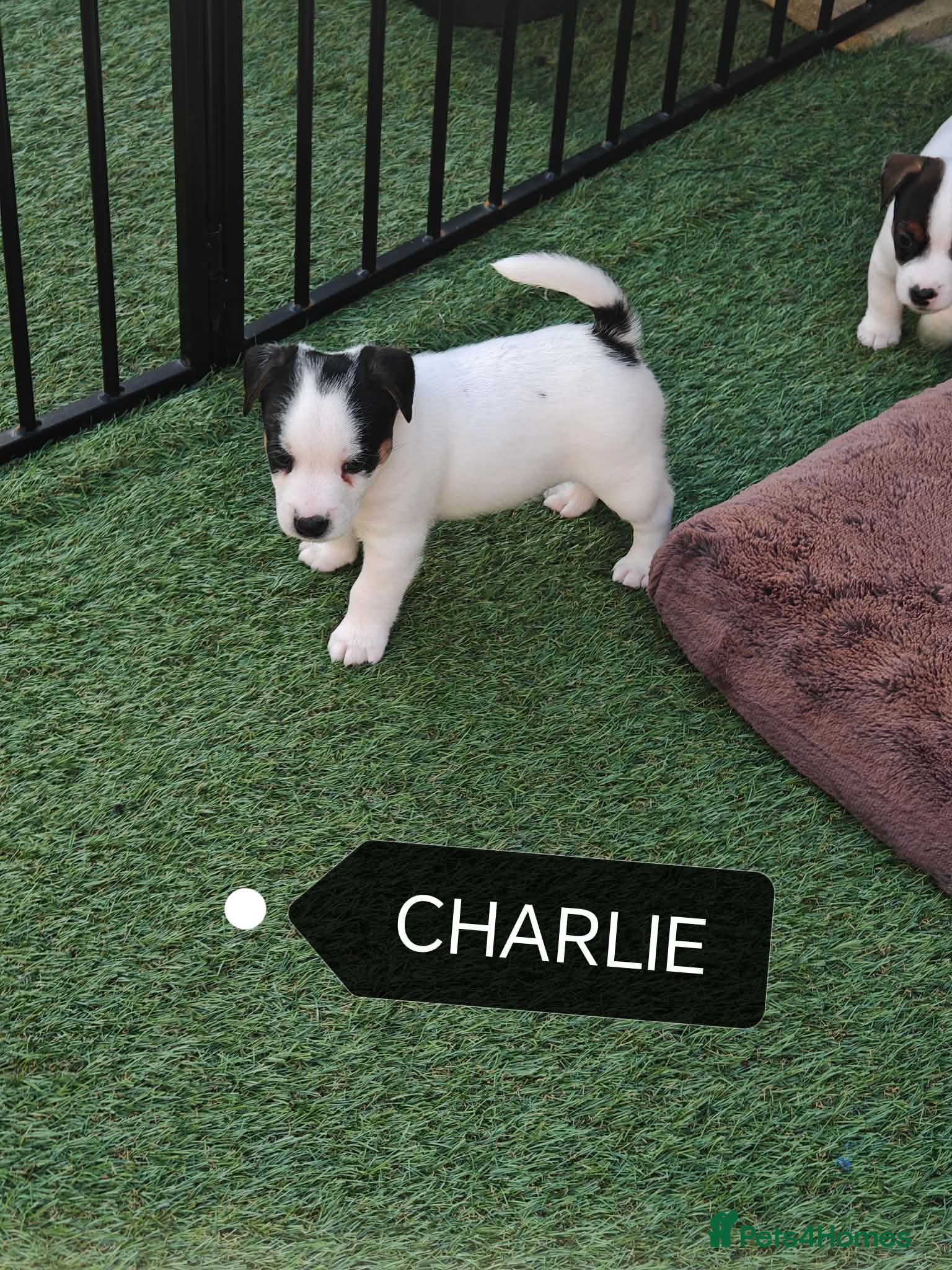 Jack Russell dogs BEAUTIFUL JACK RUSSELL PUPPIES AVAILABLE - Advert 2