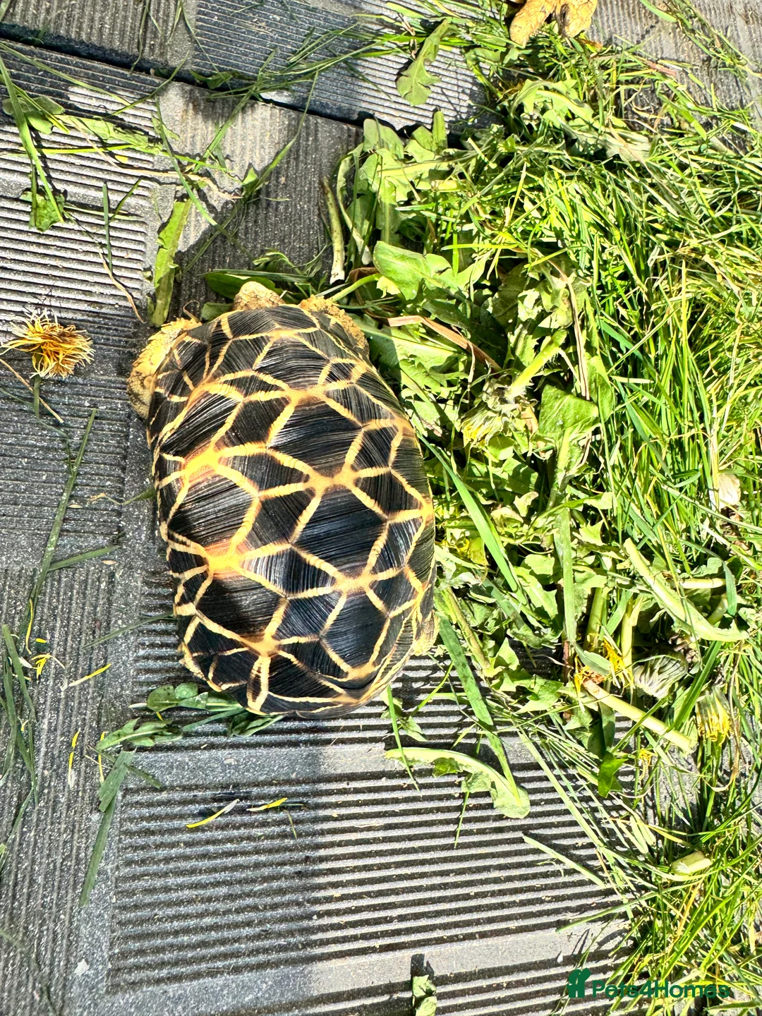 Tortoise reptiles for sale: CB23 Burmese Star tortoise for sale - Advert 8