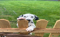 Dalmatian dogs for sale: Stunning boy available from champion parents  - Image 1