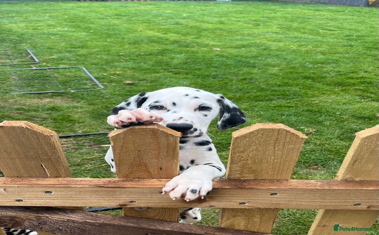 Dalmatian dogs - Advert 1