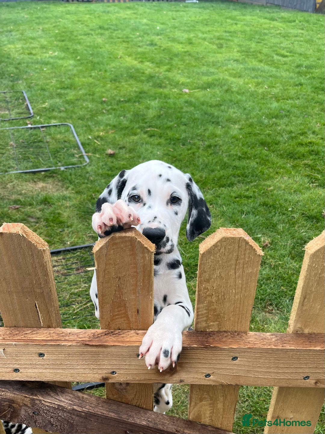 Dalmatian dogs for sale: Stunning boy available from champion parents  - Image 1