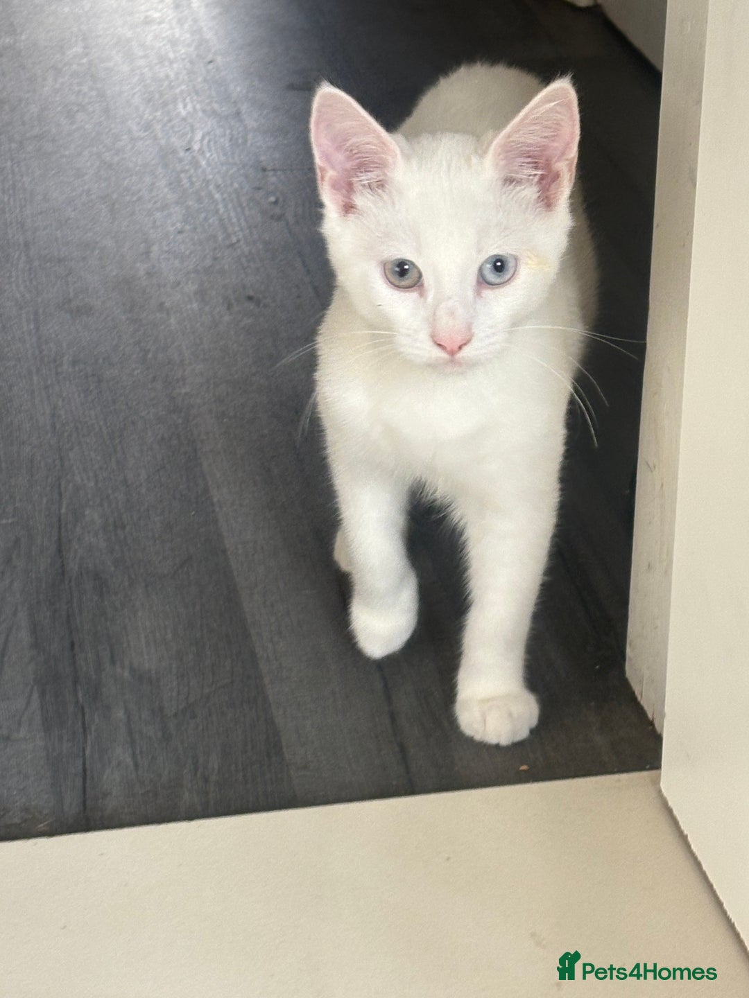 Turkish Angora cats for sale: White deaf kitten looking for a home.  - Image 5