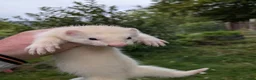 Ferret rodents for sale: Ferret kits - Advert 2