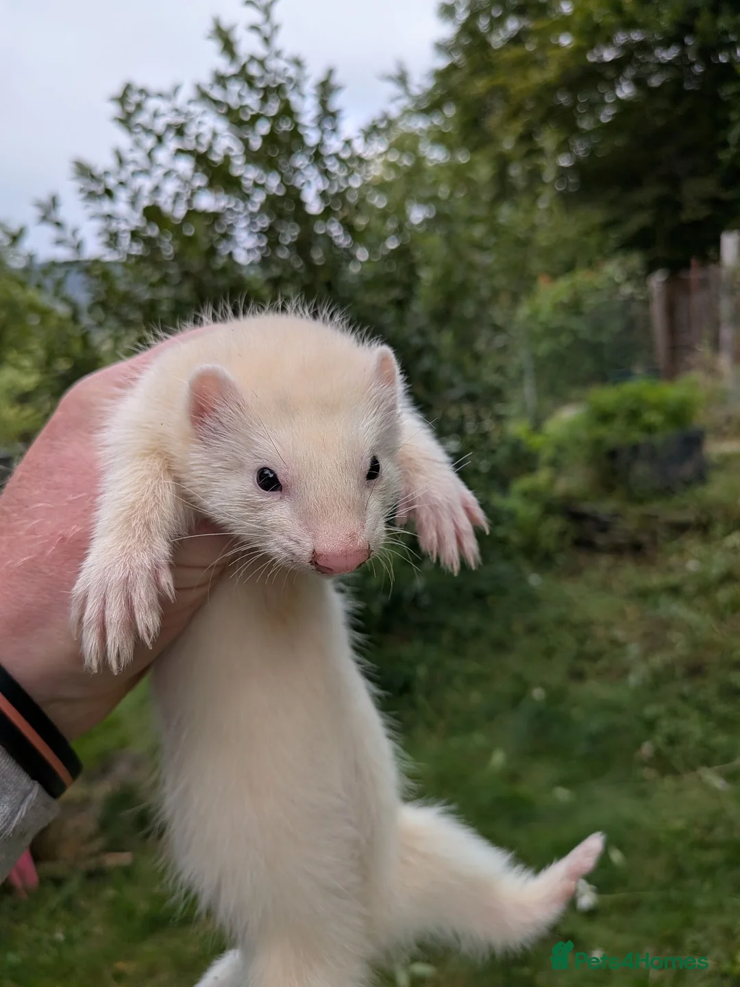 Ferret rodents for sale: Ferret kits - Advert 2