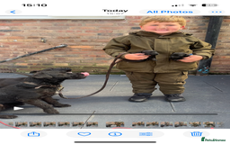 Patterdale Terrier dogs for sale: Patterdale terrier pups  - Image 27