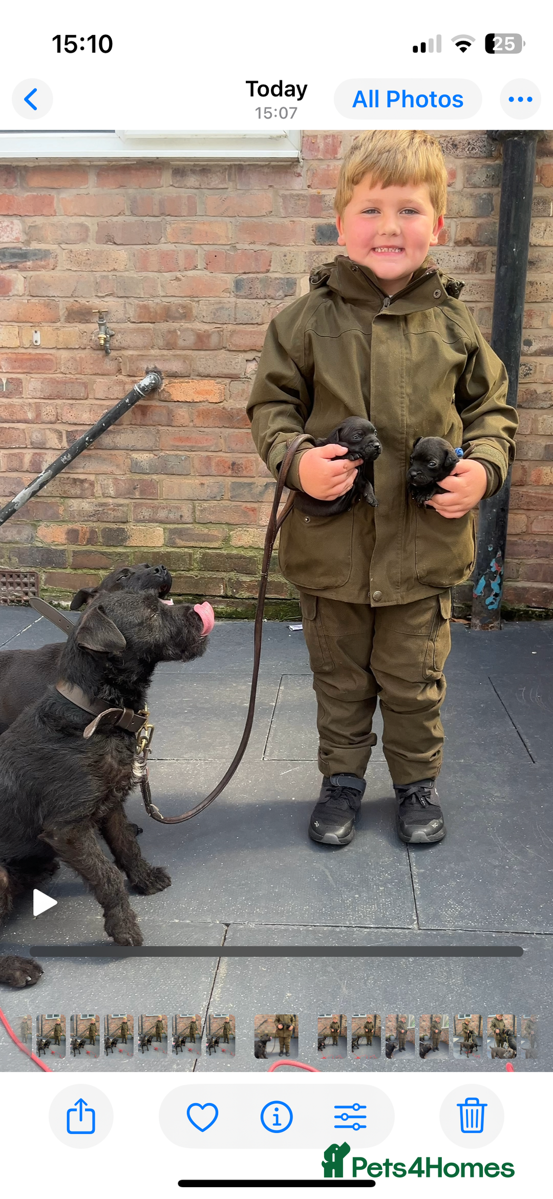 Patterdale Terrier dogs for sale: Patterdale terrier pups  - Image 27