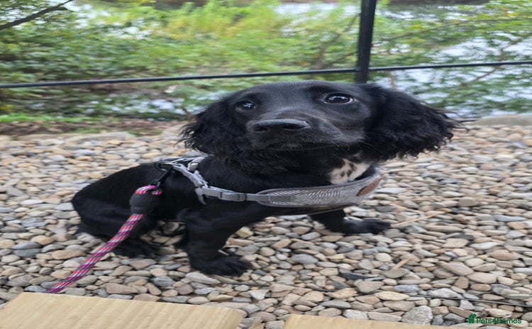 Cocker Spaniel dogs 7 month female cocker spaniel - Advert 2