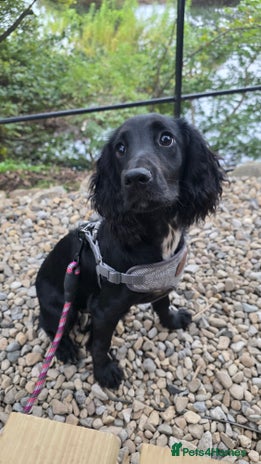 Cocker Spaniel dogs 7 month female cocker spaniel - Advert 1