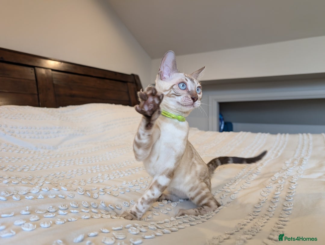 Bengal cats for sale: 🤍🖤🩶 Bengal Kittens 🩶🖤🤍 in Barnoldswick - Image 28