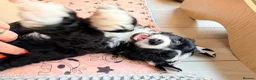 Chinese Crested dogs for sale: Pure breed Chinese Crested  - Advert 1