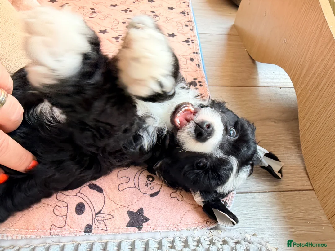 Chinese Crested dogs for sale: Pure breed Chinese Crested  - Advert 1