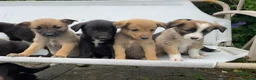 Mixed Breed dogs for sale: Adorable Litter of 9 Border collies - Advert 8