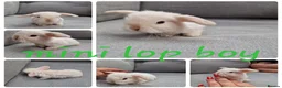 Mini Lop rabbits for sale: Mini lop babies available for reserve  - Advert 3
