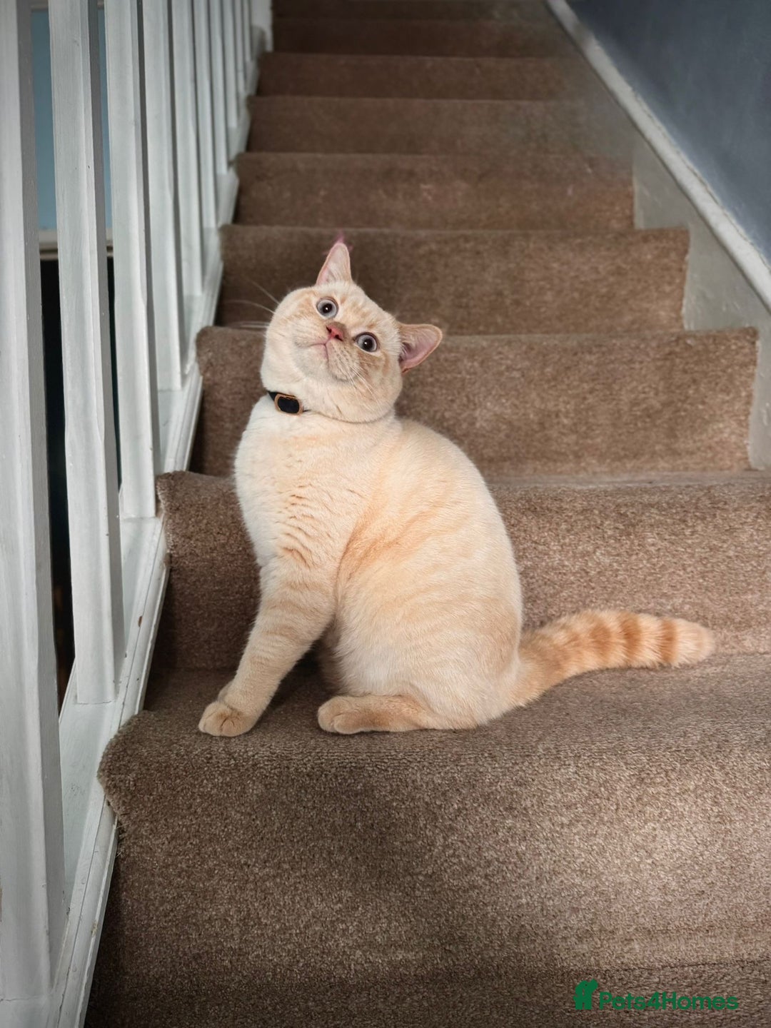 Scottish Fold cats for sale: Scottish Fold/BSH Mixed Kittens - Image 4