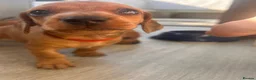 Miniature Dachshund dogs for sale: Miniature dachshund puppies - Ready Now!   - Advert 17