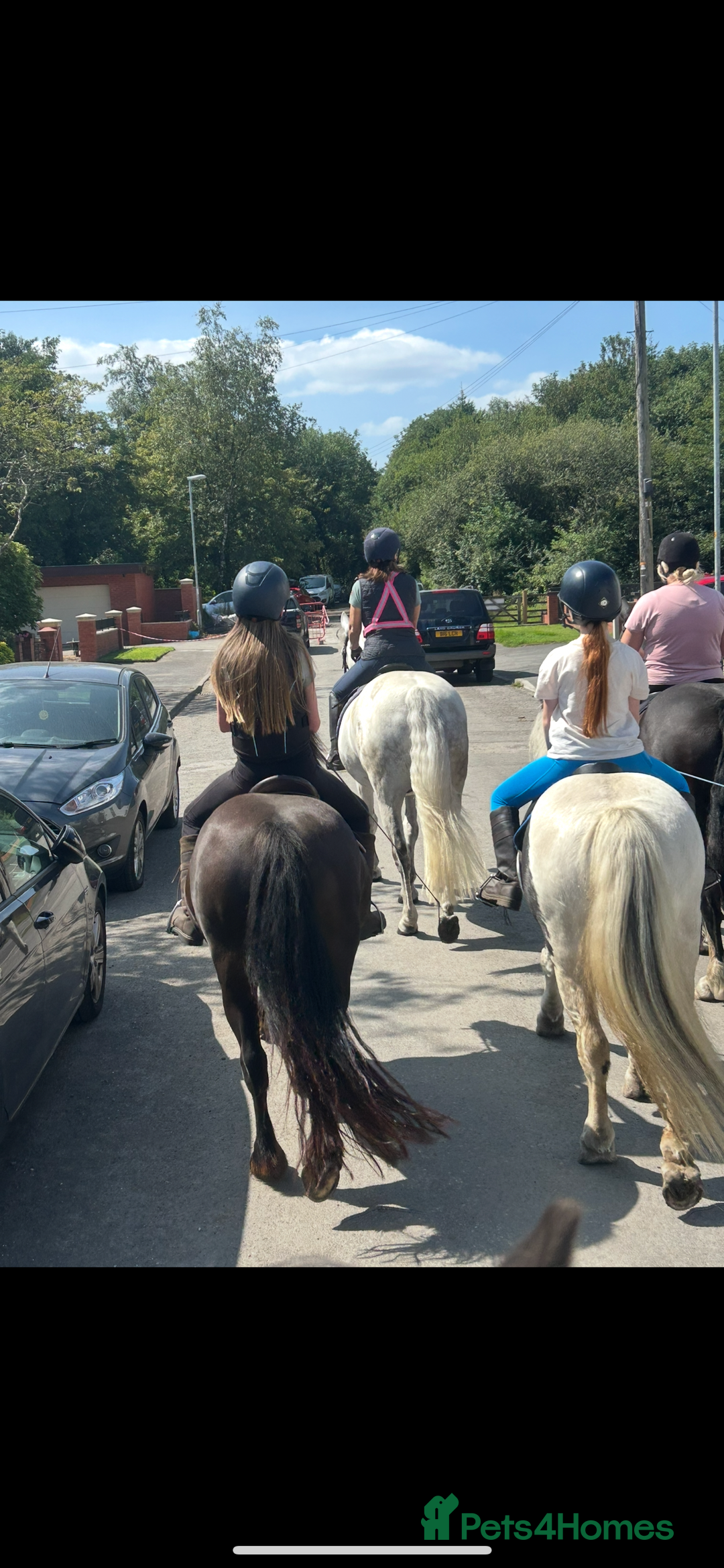 Highland horses for sale: 13.2 pony looking for a job to do - Advert 5