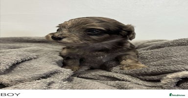 Cockapoo dogs - Advert 4