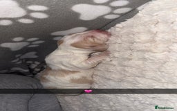 Cocker Spaniel dogs for sale: 7 beautiful cocker spaniel puppies 🩷💙 - Advert 9