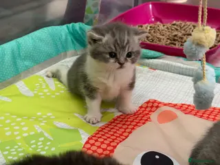 British Shorthair cats Stunning British shorthair kittens - Advert 15