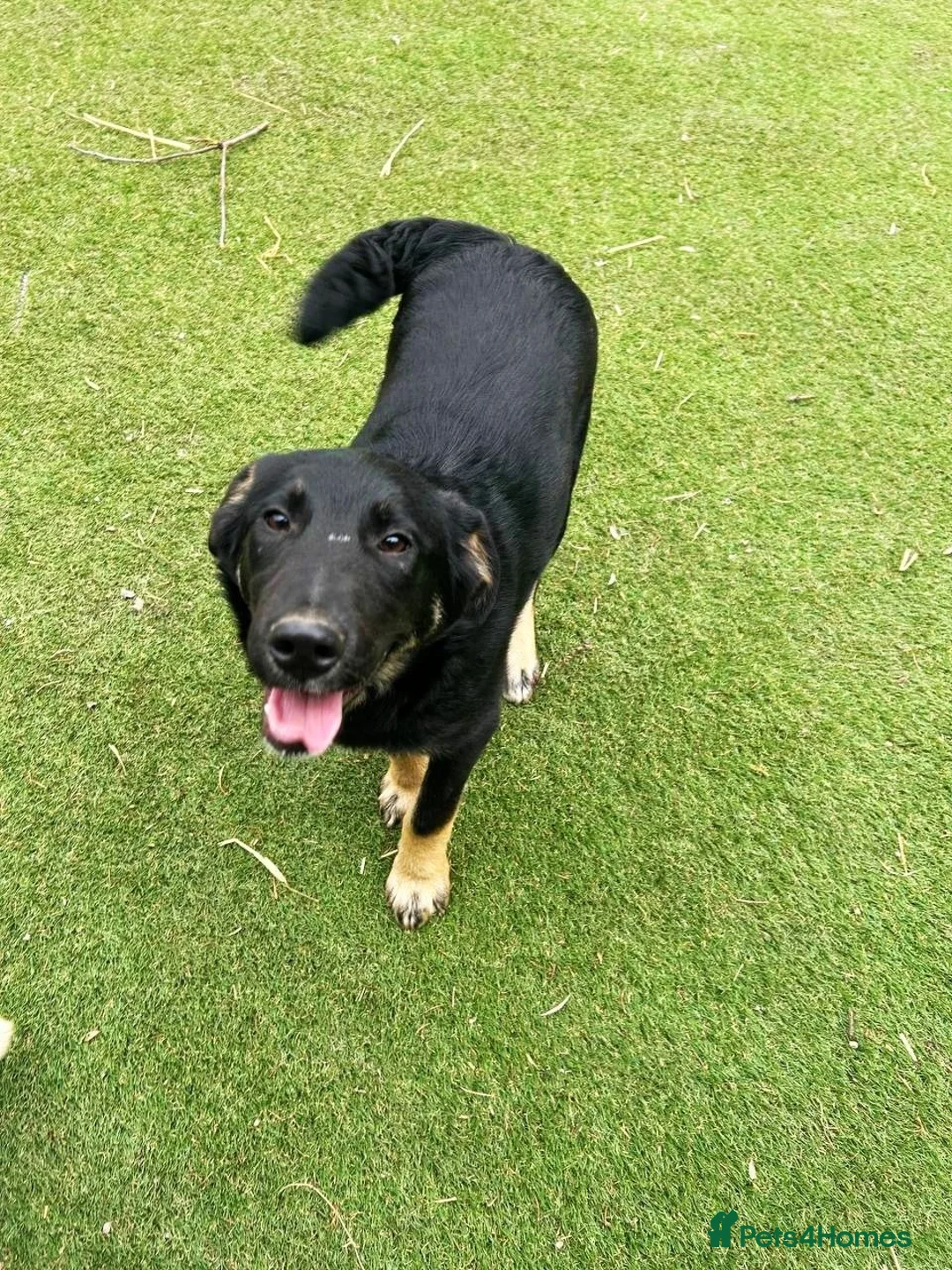 Mixed Breed dogs for adoption: Barker in Ormskirk - Advert 7
