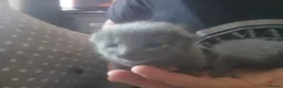 Mixed Breed cats for sale: Russian blue, mixed breed in Great Yarmouth - Advert 8