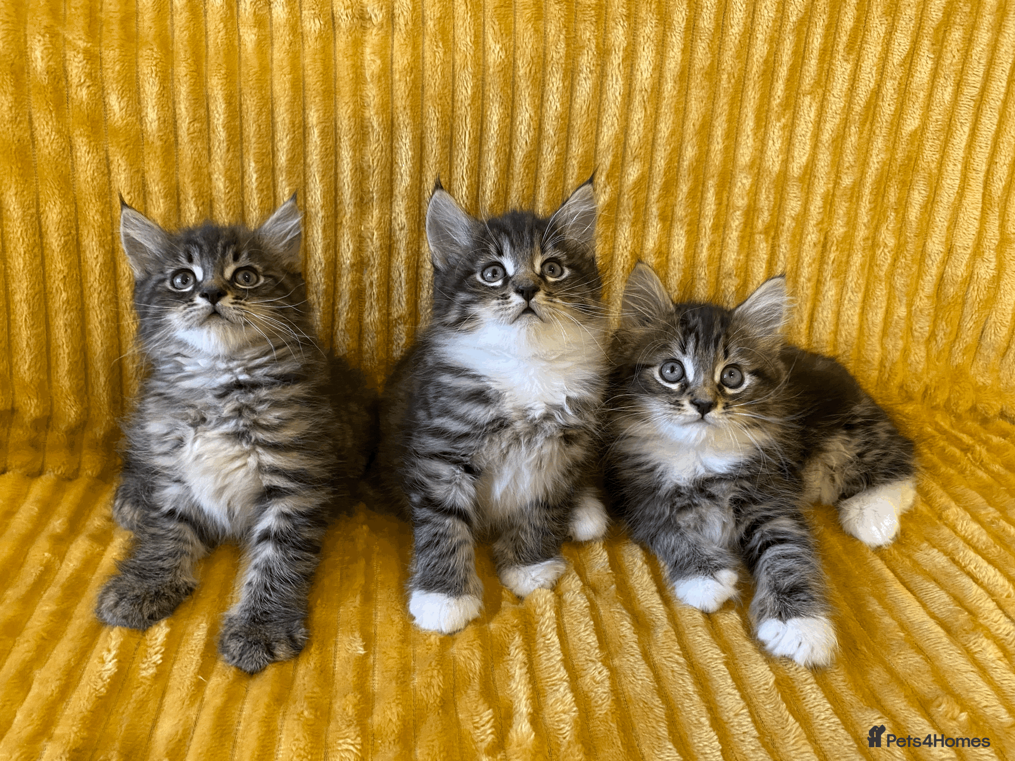 Maine Coon cats Maine Coon Absolutely Beautiful Kittens For Sale  - Advert 2