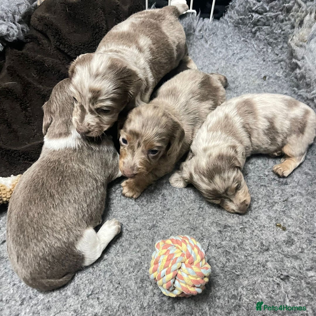 Miniature Dachshund dogs for stud: 🏆PEREZ’ CHAMPION STUD🏆  - Advert 10