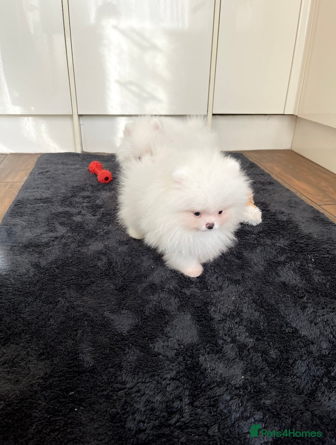 Pomeranian dogs for sale: Very Tiny🧸 Teddy Face🐻Top Quality 🔥 - Image 2