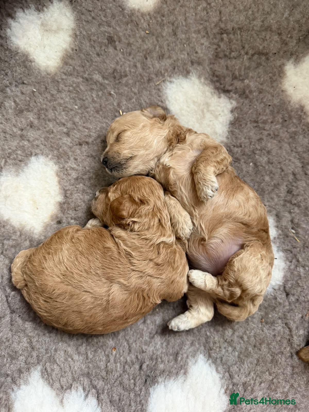 Maltipoo dogs Maltipoo puppy’s  - Advert 11