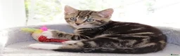 Mixed Breed cats for sale: Tabby kittens ready Now  - Advert 5