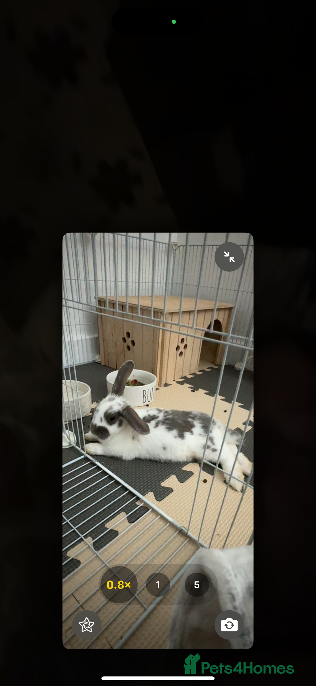 English Spot rabbits for sale: 7 week English Spot / with Dutch in her aswell . - Image 4