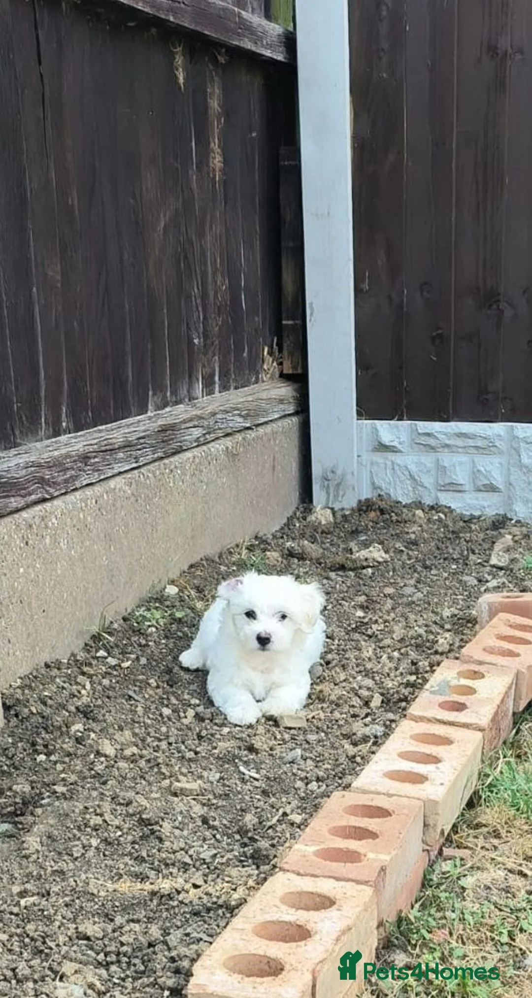 Bichon Frise dogs for sale: Gorgeous bishon pupy boy.  - Advert 2